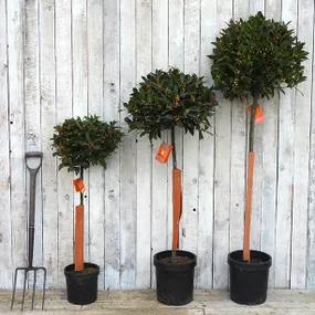 3 Different Sizes of Lollipop Bay Trees You Can Buy
