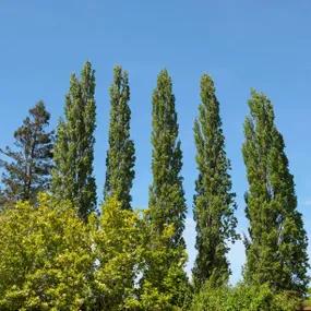 Lombardy Poplar (Populus nigra Italica)