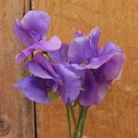 Lord Nelson Sweet Pea Flowers