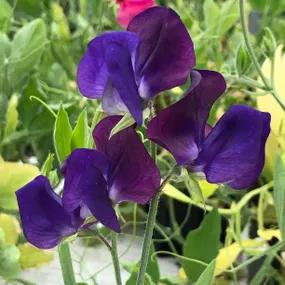 Lord Nelson Sweet Peas