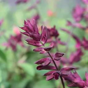 Love and Wishes Salvia (Love and Wishes Sage Plants)