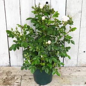 Lovely Bride Potted Patio Rose