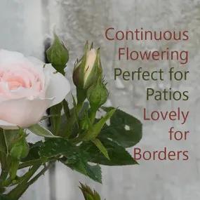 Lovely Bride Rose - Perfect for Patios