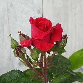 Lovestruck - Floribunda