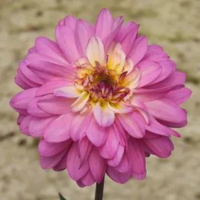Lucca Johanna Dahlias
