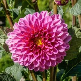 Lucky Number Dahlia