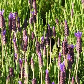 Lusi Purple Lavender Flowers