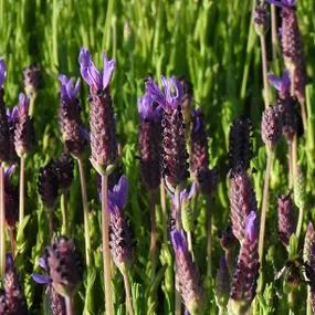 Lusi Purple Lavender
