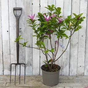 Susan Magnolia Bush in 5 Litre pot