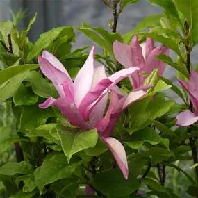 Magnolia, Susan
