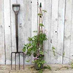 Markhams Pink Potted Clematis Plant