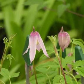 Clematis macropetala Markhams Pink Flowers in Spring
