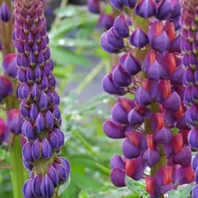 Lupin Persian Slipper | Plant For Sale | Free UK Delivery
