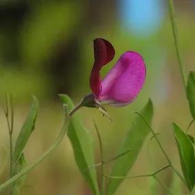 Matucana Sweet Pea Flower
