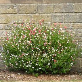 Mature Salvia Bush - Hot Lips