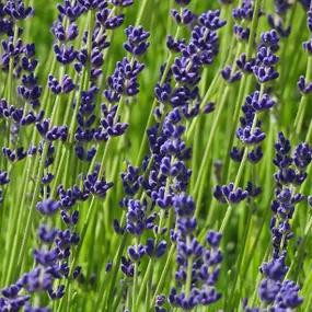 Melissa Lilac Lavender