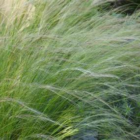 Mexican Feather Grass Plants (Stipa tenuissima)