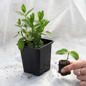 Potted Mints Plants, P9 and plug sizes
