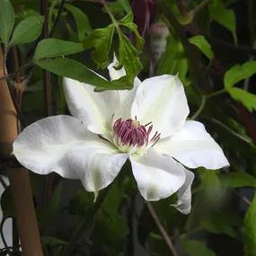Clematis, Miss Bateman
