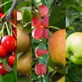 Mixed Orchard Collection of 5 Fruit Trees