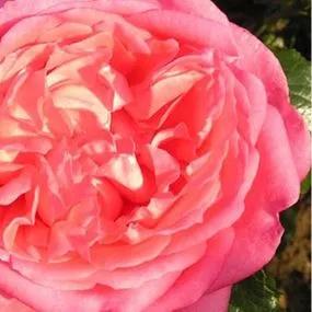 La Rose de Molinard Hybrid Tea Rose