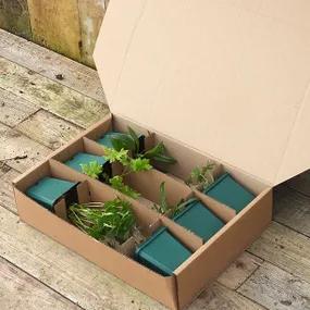 9cm Potted Moody Blues Herbaceous Collection in Recyclable Packaging