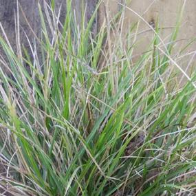 Autumn Moor Grass Plants (Sesleria autumnalis)