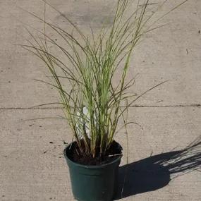 Morning Light Eulalia Grass Plants (Miscanthus sinensis Morning Light)