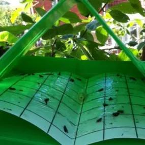 Plum Fruit Moth Trap