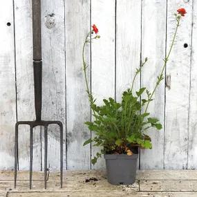 Mrs Bradshaw Potted Flowering Plants