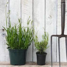 Munstead Lavender Pots - P9 & 2 Litre