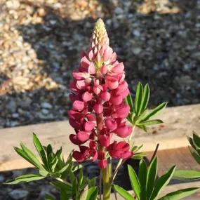 My Castle Lupin Plants (Lupinus polyphyllus My Castle)