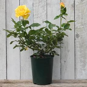 My Lovely Mum Potted Rose