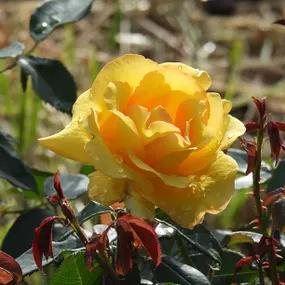My Lovely Mum - Hybrid Tea