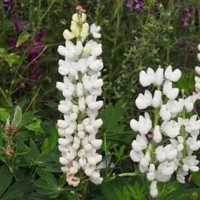 Noble Maiden Lupins