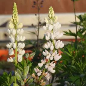 Noble Maiden Lupins