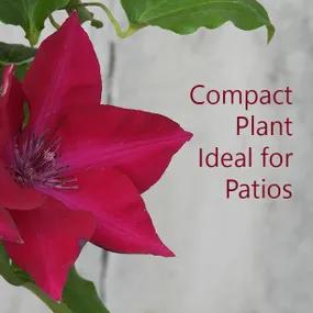 Nubia Clematis - Compact Pant Ideal for Patios