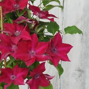 Clematis, Nubia