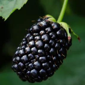 Obsidian Blackberry Plants (Rubus fruticosus Obsidian)