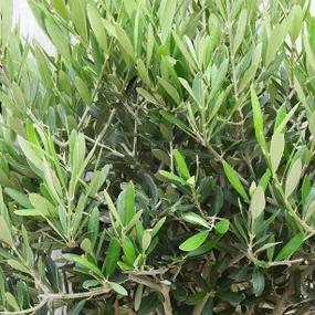 Olive Tree Leaves