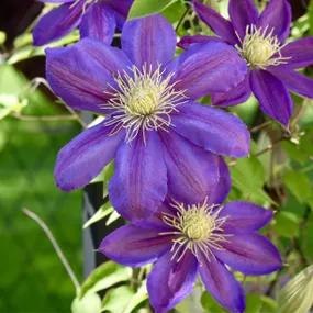 Olympia Clematis Plants for Sale, UK Grown | Ashridge