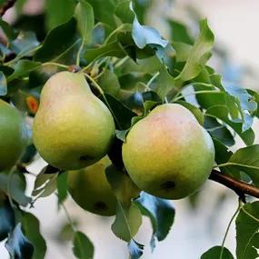 Pear, Onward