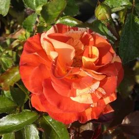 Oranges and Lemons Rose