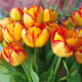 Tulip, Outbreak