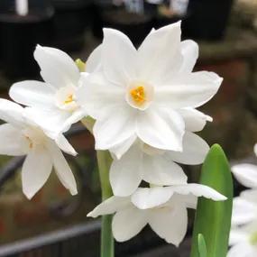 Paperwhite Daffodils