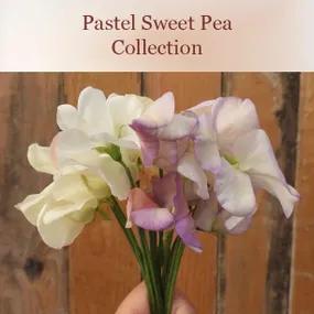 Pastel Sweet Pea Collection