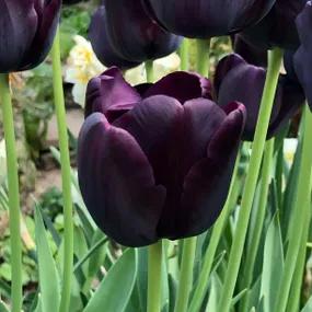 Tulip, Paul Scherer