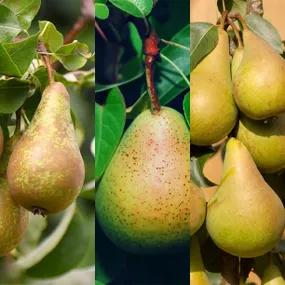 A Pear Collection