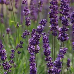 Phenomenal Lavender Plants (Lavandula intermedia Phenomenal)