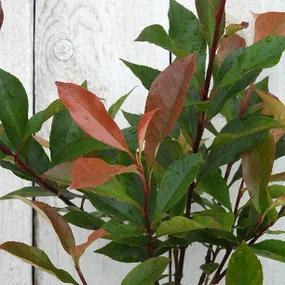 Carre Rouge Photinia Leaves